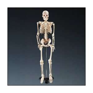  Mr Thrifty Skeleton 1st Quality with stand Everything 