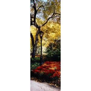  Lamppost in a Park, Central Park, Manhattan, New York City 