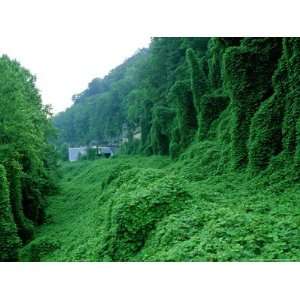 Kudzu, Introduced to Control Erosion, Now a Pest Plant Photographic 