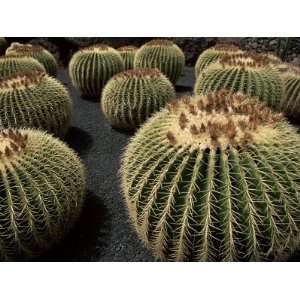 Jardin De Cactus Near Guatiza, Lanzarote, Canary Islands, Spain 