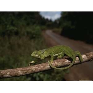  A Bright Green Chameleon Walks Along a Branch Photographic 
