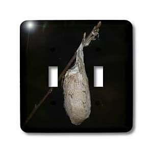 Rebecca Anne Grant Photography Nature Insects Bugs   Cocoon   Light 