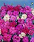   Spring Beauty Pinks Sweet William Fresh Seeds