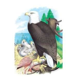 Bald Eagle (White Headed Eagle)   16x24 Giclee Fine Art 