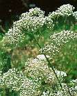 HERB SEEDS VALERIAN  VALERIANA OFFICINALIS GARDEN SEED