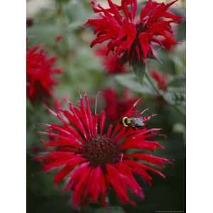  Bee Balm Plants, Whose Flowers Draw Hummingbirds and Bees 