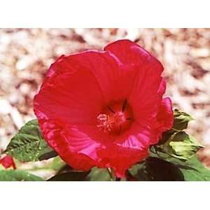  Hibiscus Disco Belle Rosy Red Perennial   25 Plants Patio 