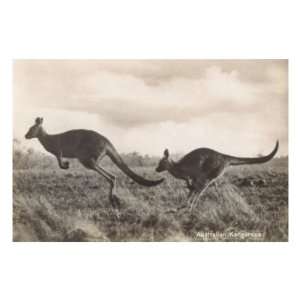  Leaping Kangaroos MasterPoster Print, 12x18