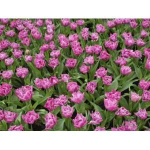 Garden pattern of tulips, Keukenhof Gardens, Lisse, Netherlands 