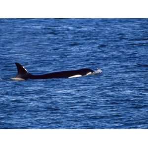  Killer Whale (Orcinus Orca) Swimming Near Sea Lion Island 