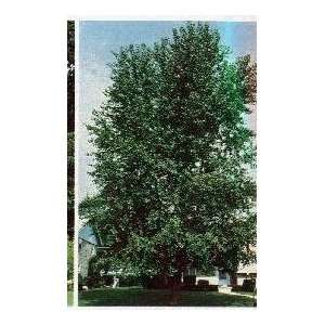  Hybrid Poplar Tree, 8 10 Feet, Fast Growing for Screens or 