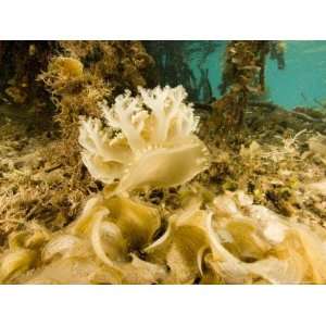  Upsidedown Jellyfish in Mangrove Lagoon near Red Mangrove 