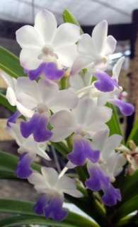 Vanda Alliance Ronnyara Snow Flakes Blooming Size Orchid Plant coconut 