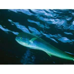  A Close View of a Dolphin Fish, Also Known as Mahi Mahi 