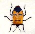 STRANGE REAL TRIBAL MAN FACE BUG BEETLE INSECT 2220