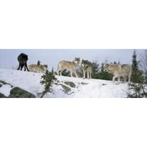  Gray Wolves in a Forest, Massey, Ontario, Canada Premium 