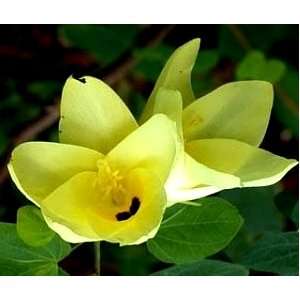   Beautiful Yellow Orchid Tree Wow 1 seed Patio, Lawn & Garden