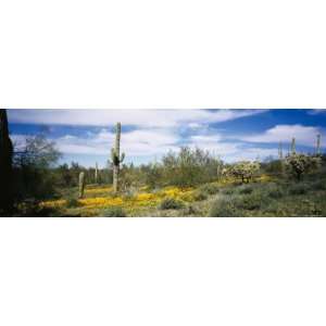 Poppies and Cactus on a Landscape, Organ Pipe Cactus National Monument 