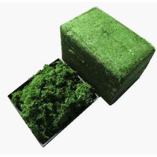  Moss Cube Topiary Patio, Lawn & Garden