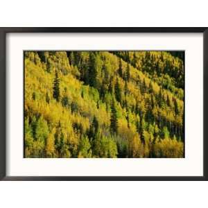  Evergreen and quaking aspen trees blanket Red Mountain in 