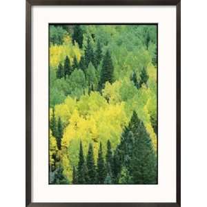  A View Across a Forest of Quaking Aspen and Evergreen 