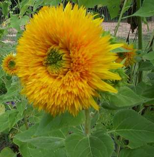 Giant Sungold TEDDY BEAR Sunflower 50 Garden Seeds  