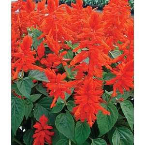  Salvia, Red Hot Mama 1 Pkt. (75 seeds) Patio, Lawn 