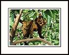 out on a limb tortoise shell matted mini cat art