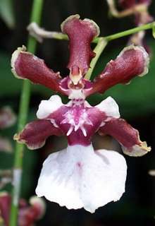 Sharry Baby Oncidium Orchid Plant   Extremely Fragrant  