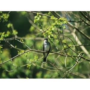  A Tree Swallow Perched on a Tree Branch with New Spring 