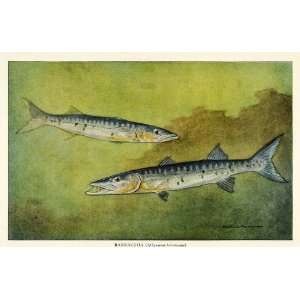  1922 Print Tropical Carnivorous Barracuda Fish Hashime 