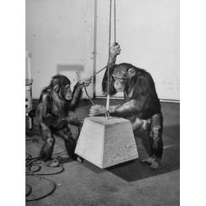  Chimpanzees Lifting Weight by Pulling on Rope Premium 