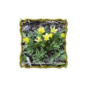   Lb   Early Buttercup   Bulk Wildflower Seeds Patio, Lawn & Garden