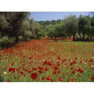 Wild Flowers Including Poppies in a Grove of Trees, Rhodes, Dodecanese 